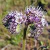 Papita (Silver-leaf Phacelia)-native